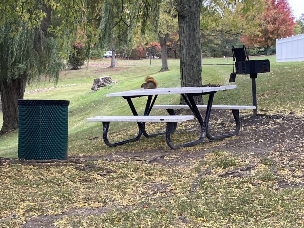 AnnArborのリスが可愛すぎてしんどみが深い。 - 海外旅行も行ったこと