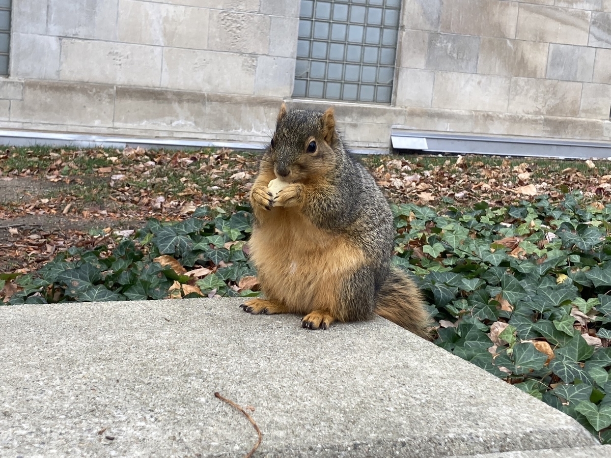 AnnArborのリスが可愛すぎてしんどみが深い。 - 海外旅行も行ったこと 