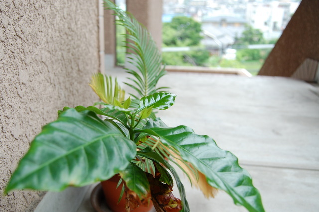 新しい枝