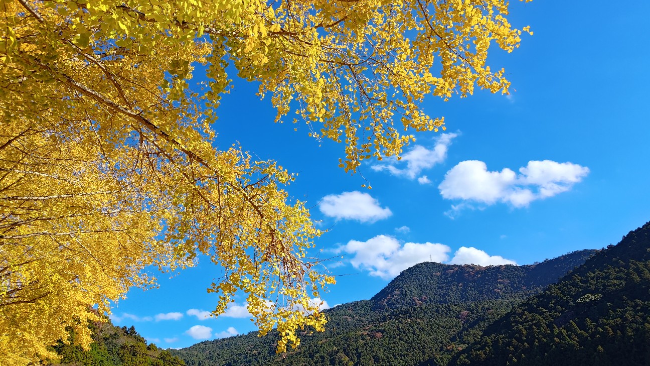 f:id:sacnothLD:20251126214130j:image