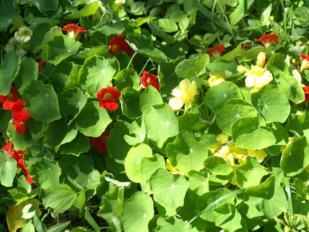 f:id:sacredaroma:20180712221211j:plain f:id:sacredaroma:20180712221211j:plain