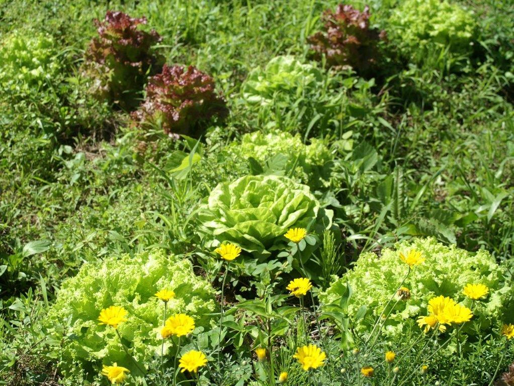 f:id:sacredaroma:20180713211618j:plain f:id:sacredaroma:20180713211618j:plain