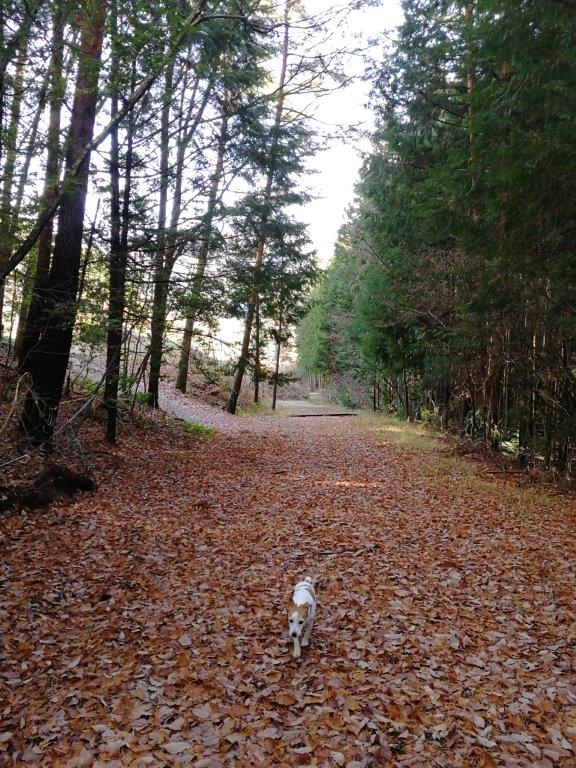 f:id:sacredaroma:20181205173914j:plain f:id:sacredaroma:20181205173914j:plain