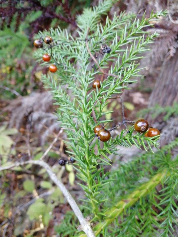 f:id:sacredaroma:20181205174851j:plain f:id:sacredaroma:20181205174851j:plain
