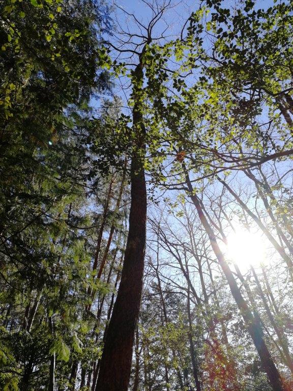 f:id:sacredaroma:20190113204309j:plain f:id:sacredaroma:20190113204309j:plain