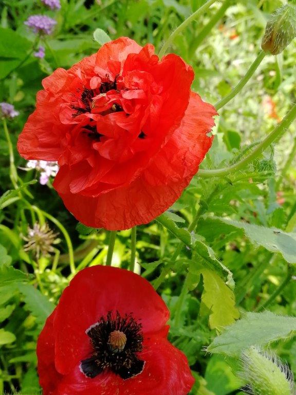 f:id:sacredaroma:20190722210249j:plain f:id:sacredaroma:20190722210249j:plain
