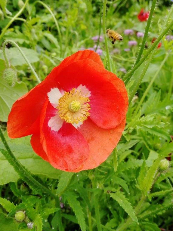 f:id:sacredaroma:20190722211537j:plain f:id:sacredaroma:20190722211537j:plain