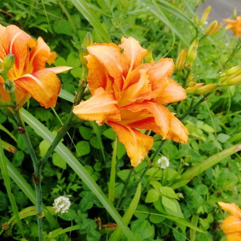 f:id:sacredaroma:20190722215621j:plain f:id:sacredaroma:20190722215621j:plain