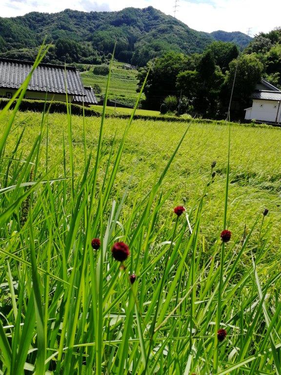 f:id:sacredaroma:20190903120228j:plain f:id:sacredaroma:20190903120228j:plain