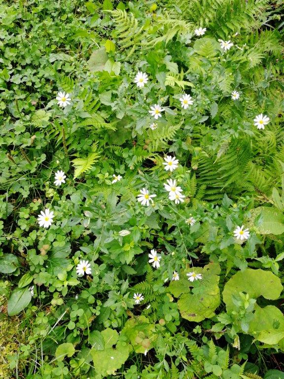 台風一過の秋分の日 野花めぐりをしながら 心の声がつぶやいたこと 夏秋裕美の Miracle Earth Garden Blog