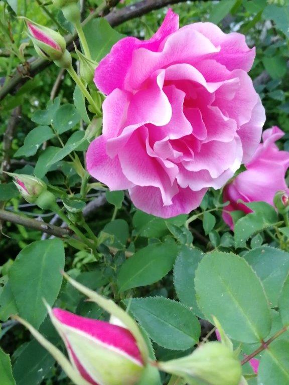 f:id:sacredaroma:20200604093252j:plain f:id:sacredaroma:20200604093252j:plain