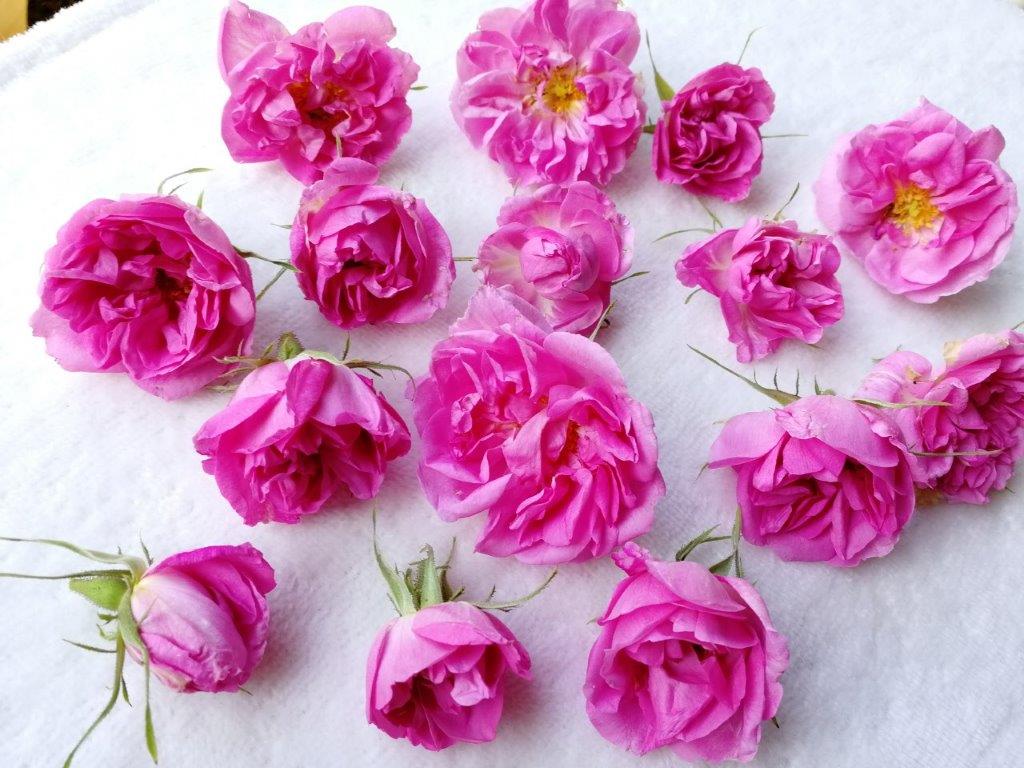 f:id:sacredaroma:20200604093850j:plain f:id:sacredaroma:20200604093850j:plain