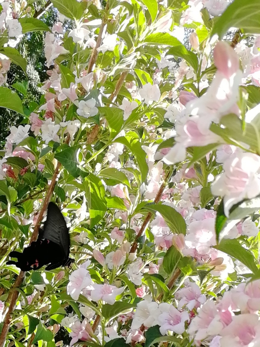 f:id:sacredaroma:20200604101128j:plain f:id:sacredaroma:20200604101128j:plain