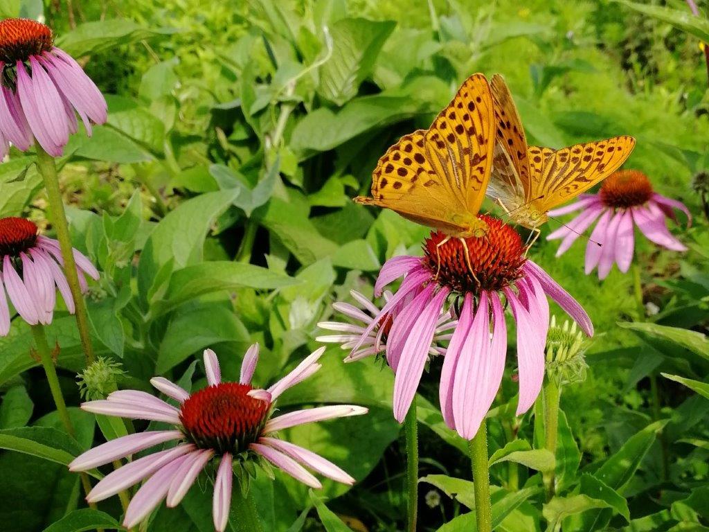 f:id:sacredaroma:20200815161033j:plain f:id:sacredaroma:20200815161033j:plain