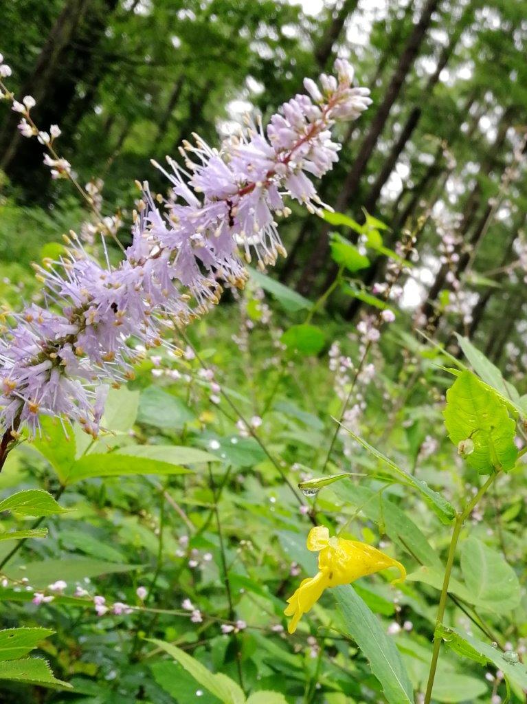 f:id:sacredaroma:20200824234213j:plain