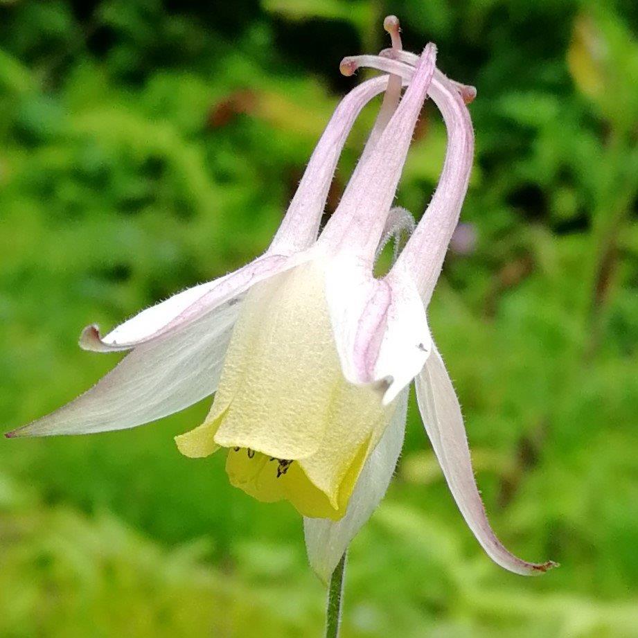 f:id:sacredaroma:20200824235723j:plain