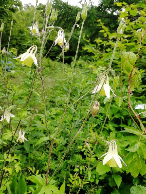 f:id:sacredaroma:20200824235810j:plain