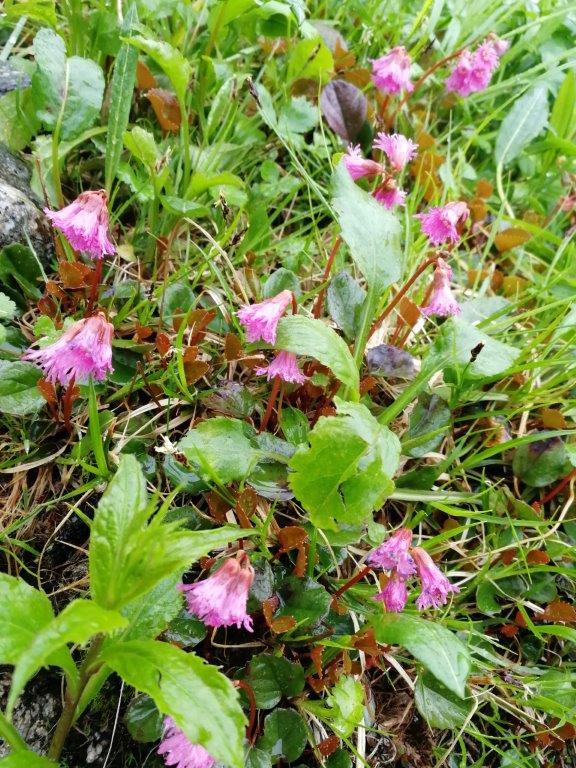 f:id:sacredaroma:20200825001240j:plain