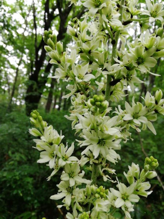 f:id:sacredaroma:20200825004351j:plain