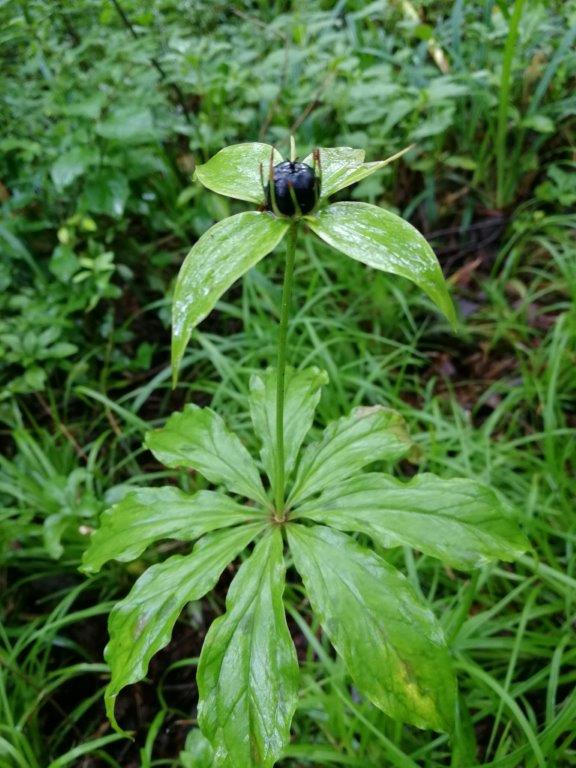 f:id:sacredaroma:20200825004419j:plain