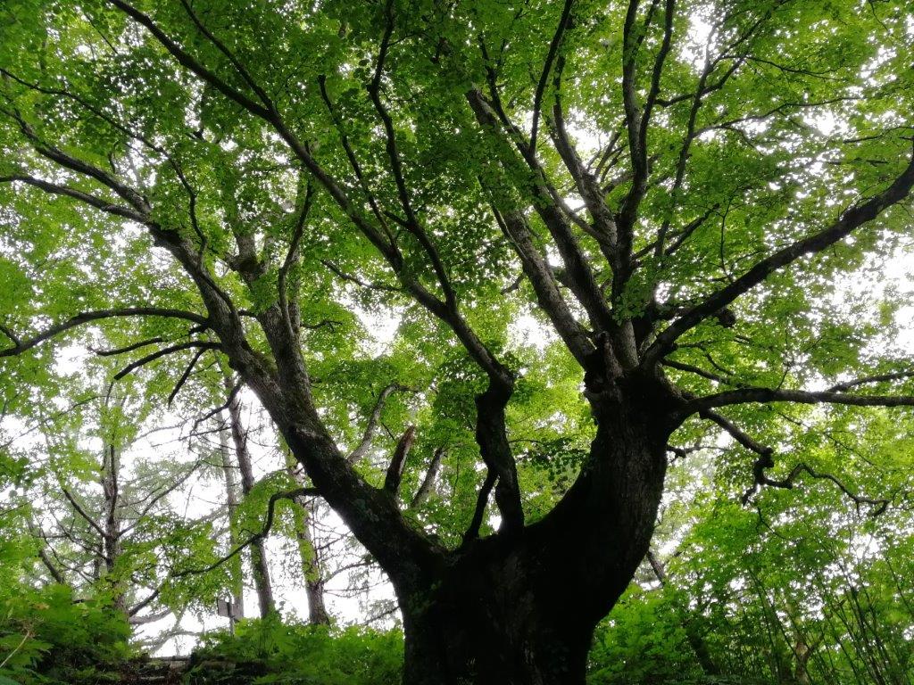 f:id:sacredaroma:20200825005807j:plain