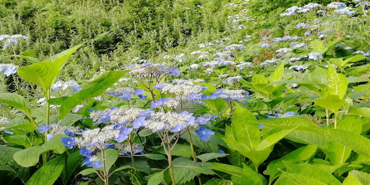 f:id:sacredaroma:20200825005930j:plain