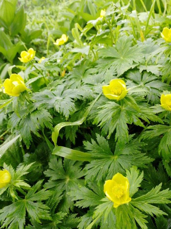 f:id:sacredaroma:20200825094957j:plain