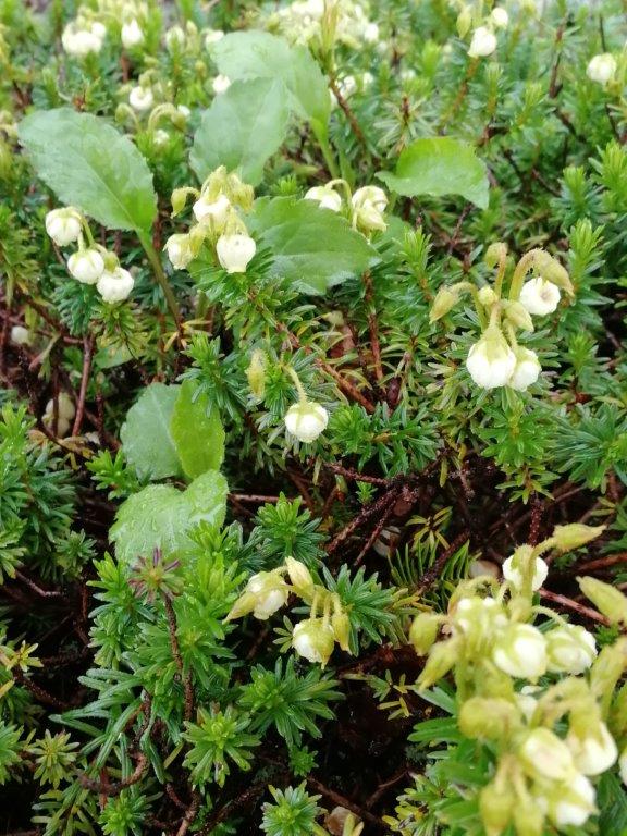 f:id:sacredaroma:20200825095026j:plain