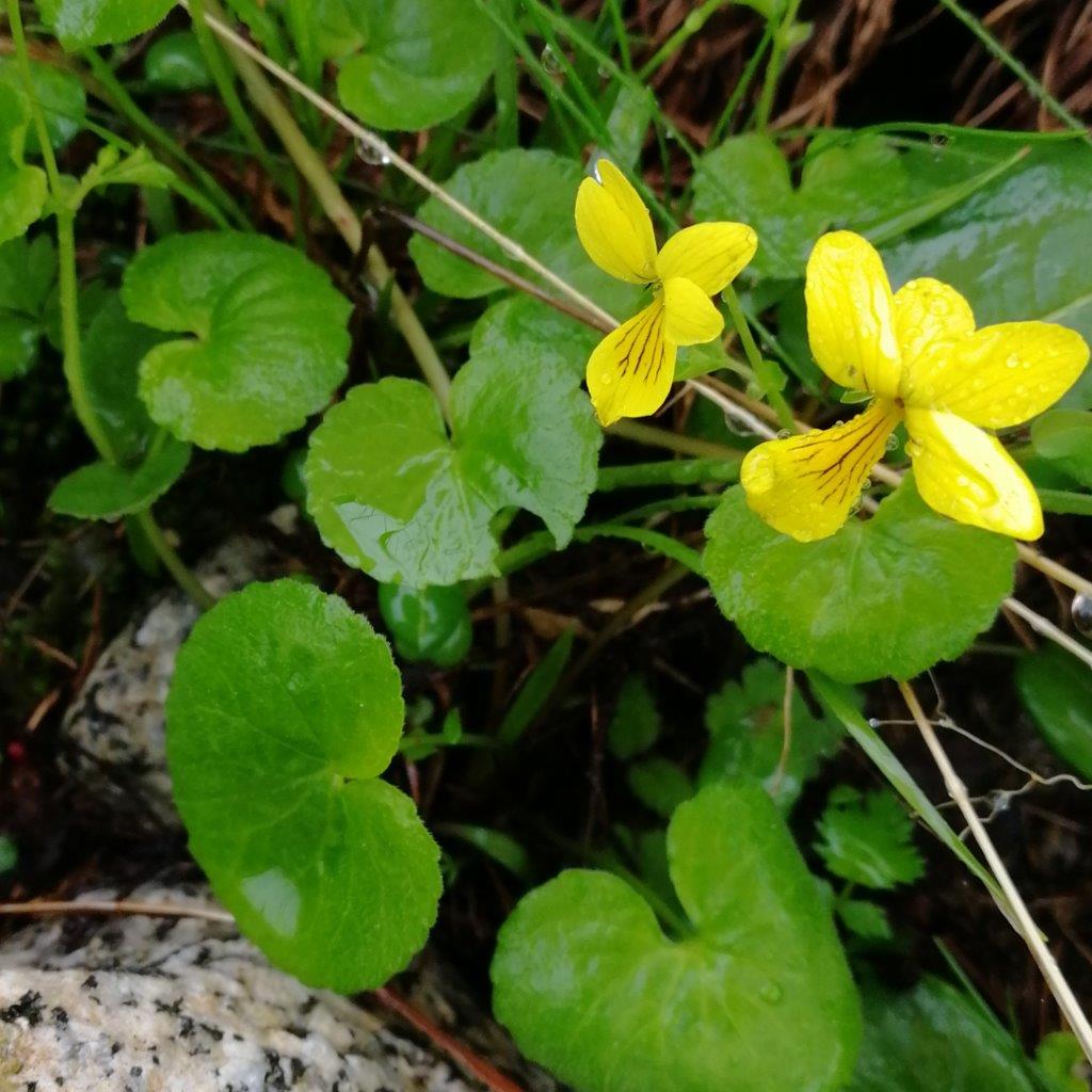 f:id:sacredaroma:20200825095947j:plain