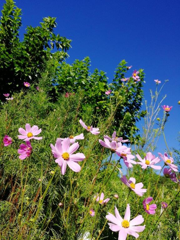 f:id:sacredaroma:20200905093435j:plain