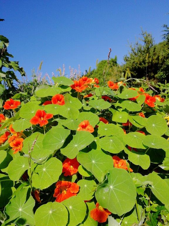 f:id:sacredaroma:20200905093632j:plain