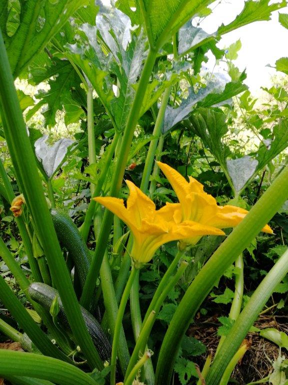 f:id:sacredaroma:20200905094143j:plain