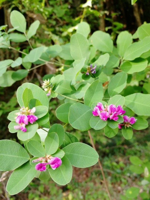 f:id:sacredaroma:20200914172353j:plain