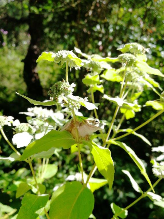 f:id:sacredaroma:20200914172513j:plain