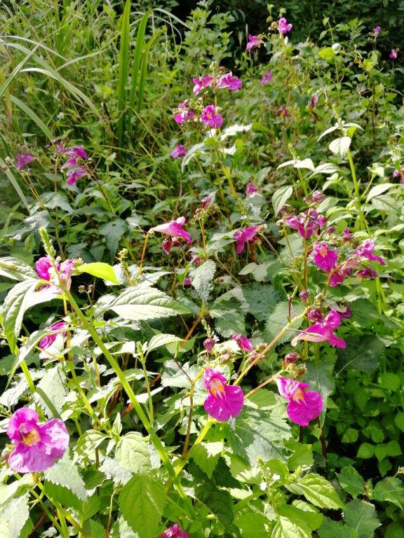 f:id:sacredaroma:20200914172618j:plain