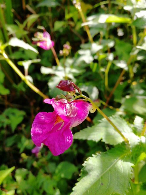 f:id:sacredaroma:20200914172640j:plain