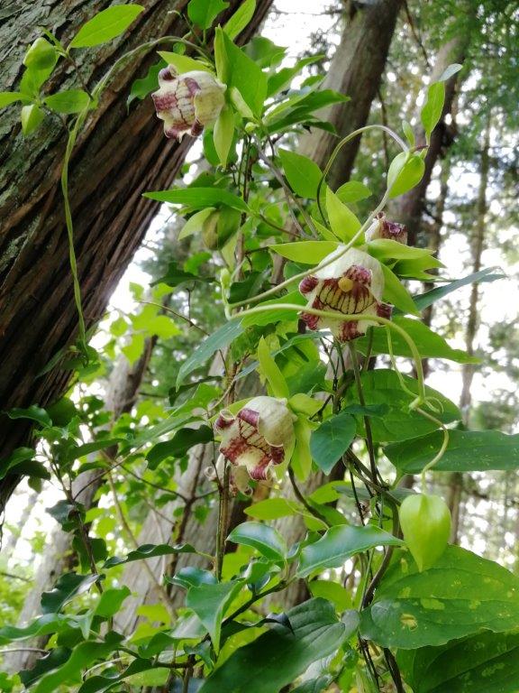 f:id:sacredaroma:20200922230443j:plain