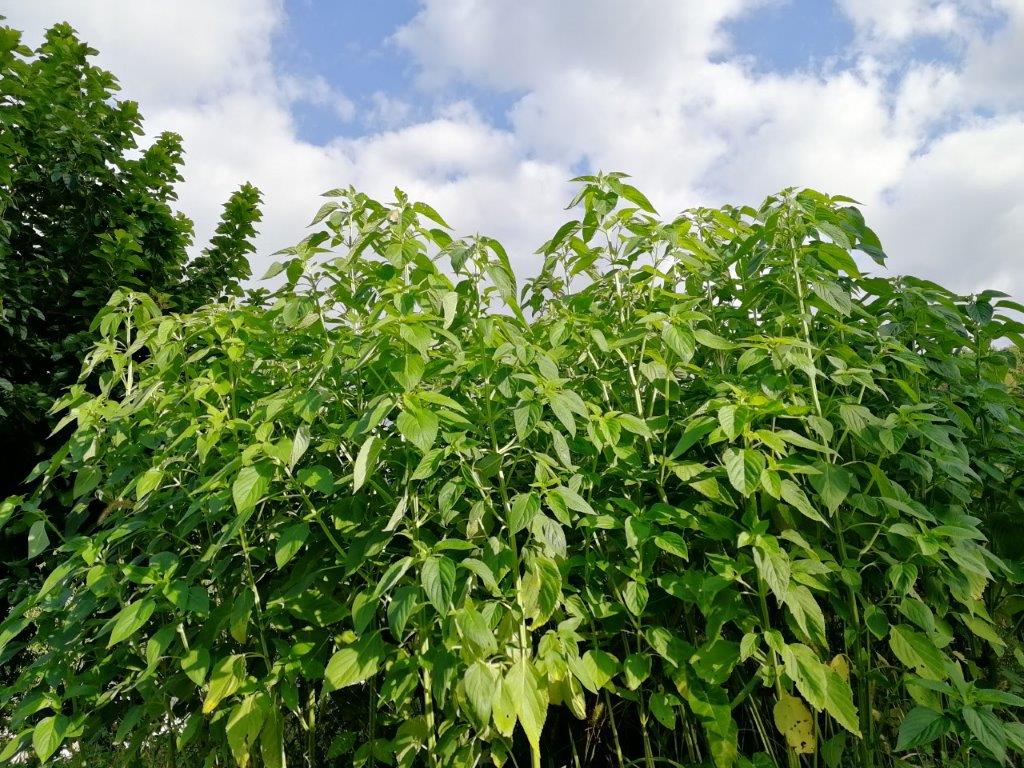 f:id:sacredaroma:20201008203913j:plain