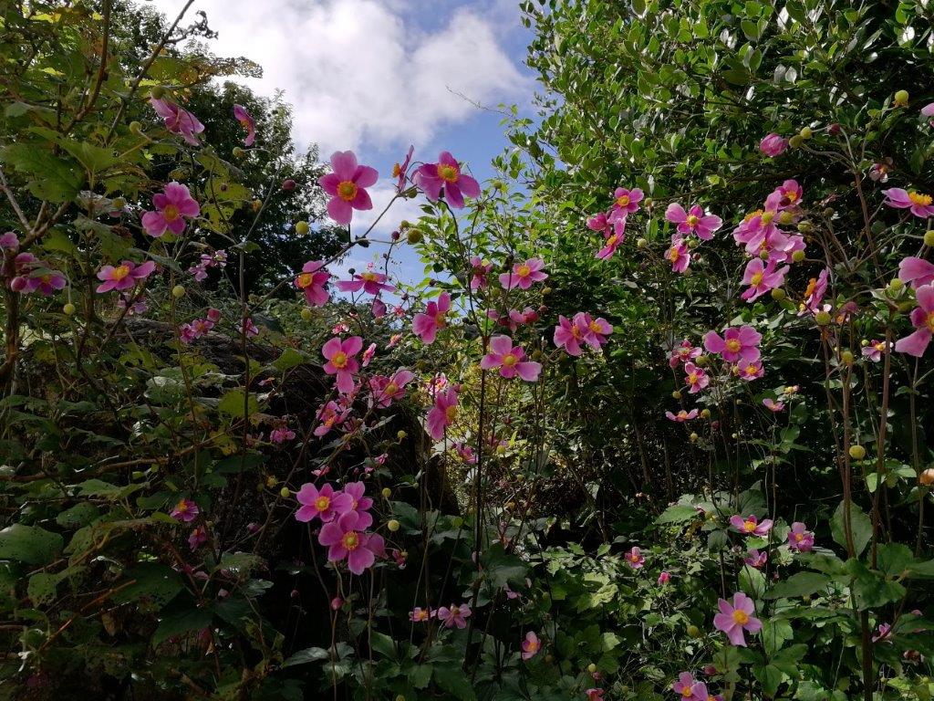 f:id:sacredaroma:20201008205939j:plain