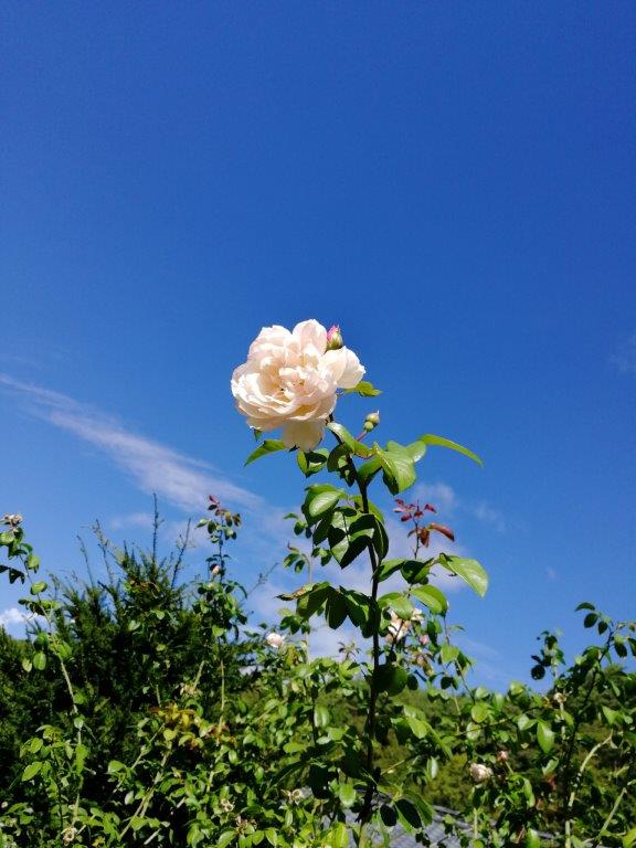 f:id:sacredaroma:20201008210123j:plain