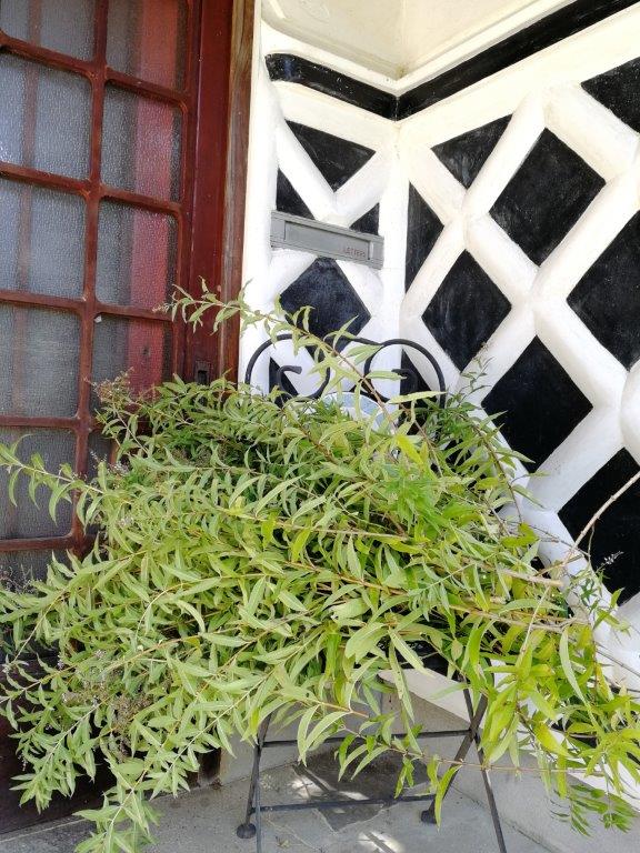 f:id:sacredaroma:20201008210346j:plain