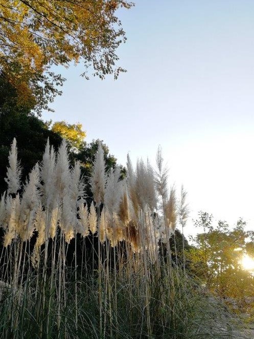 f:id:sacredaroma:20201116192025j:plain