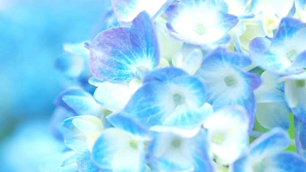 f:id:sadahamu:20190601150019j:image f:id:sadahamu:20190601150019j:image