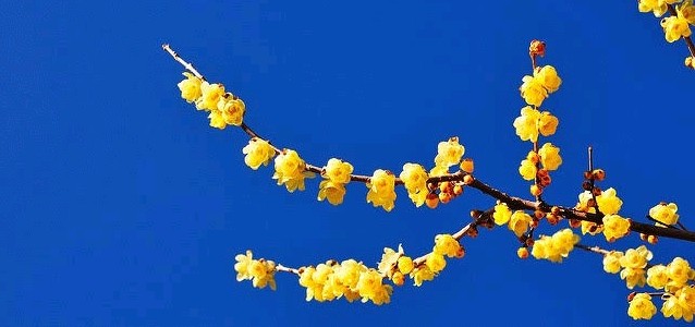 f:id:sadahamu:20200120174451j:image