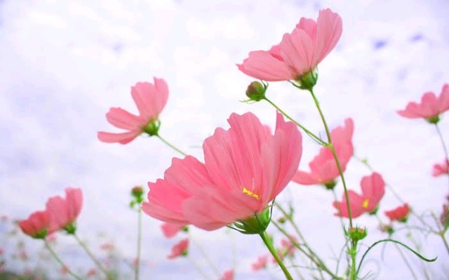 f:id:sadahamu:20200301232455j:image