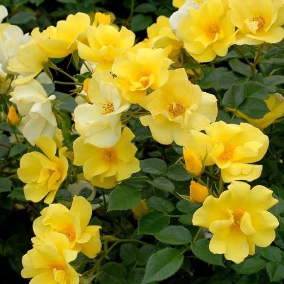 f:id:sadahamu:20200301232517j:image