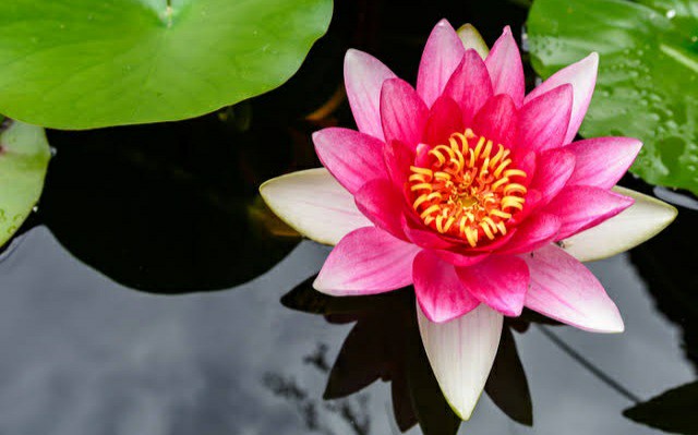f:id:sadahamu:20200627103127j:image