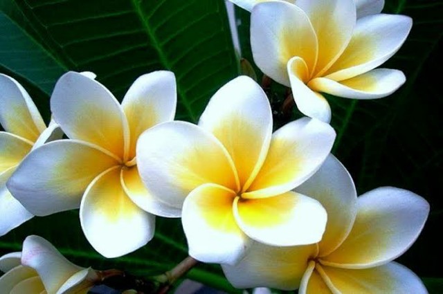 f:id:sadahamu:20200814150934j:image