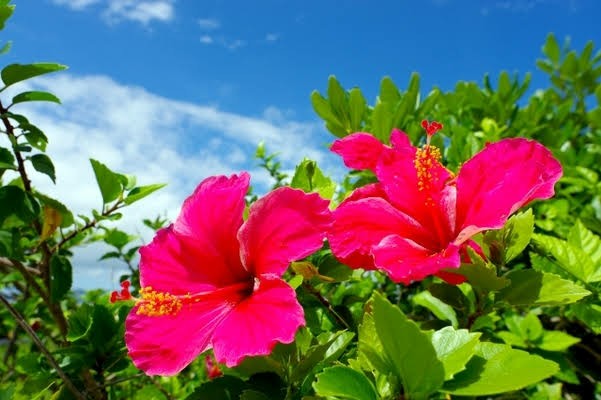 f:id:sadahamu:20200814150945j:image
