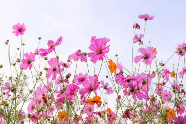 f:id:sadahamu:20200825222501j:image